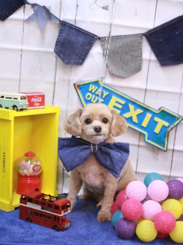 20230429ブランくん